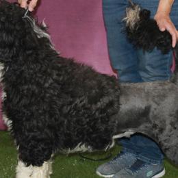 Keyes - Portuguese Water Dog