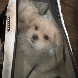 "Zero" Maltese Puppies from Genice’s Small Wonders