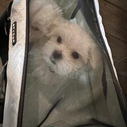 "Zero" Maltese Puppies from Genice’s Small Wonders