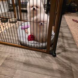 Boy 1 - White male Pomeranian puppy in Burbank, Arizona from Twins Dream Poms