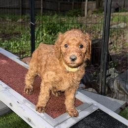 Tan former Yellow - Apricot female Poodle puppy in Keedysville, Maryland from Sunshine Red Standard Poodles