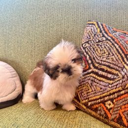 Kid - Red and white male Shih Tzu puppy in Monclova, Ohio from Heritage Toy Poodles & Hallmark Jolei Shih Tzus