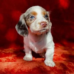 Dennis - Piebald male Dachshund puppy in Trinity, Texas from Signature Sloan - Long Hair Dachshunds