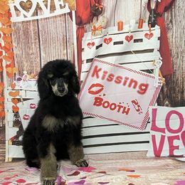 Poodle All Grown Up from Heartland Standard Poodles