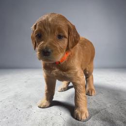 Pumpkin - Apricot female Goldendoodle puppy in Glenn Heights, Texas from Marvelous Mannered K9s of Texas