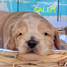 Salem - Golden male Cockapoo puppy in Reidsville, North Carolina from Something to Bark About Dog Training