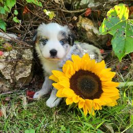 Roxy - Blue merle female Miniature Australian Shepherd puppy in Sandown, New Hampshire from Ashby Lou Aussies