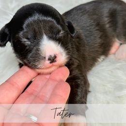 Tater - Brindle and white male American Corgi puppy in Greenwood, Indiana from Witch Creek Corgis