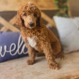 Pepsi - Red  female Poodle puppy in Mesa, Arizona from Desert Doodles