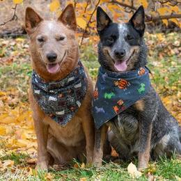 Australian Cattle Dogs from Linda Griffith's Cattle Dogs
