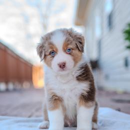 Australian Shepherd Puppies from FireHart Aussies