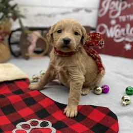 Indigo - Apricot female Goldendoodle puppy in Lisbon, Ohio from Willow Lane Doodles