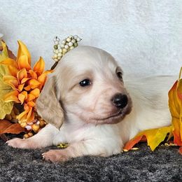 Bussin - Cream male Dachshund puppy in Lakeland, Florida from Buckwild Doxies