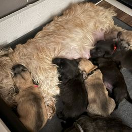 Glen of Imaal Terrier Puppies from Galore Glens
