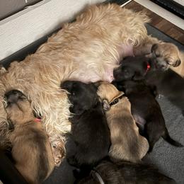 Glen of Imaal Terrier Puppies from Galore Glens