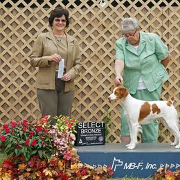 Brittany and Toy Fox Terrier All Grown Up from Hytower Brittanys