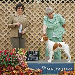 Brittany and Toy Fox Terrier All Grown Up from Hytower Brittanys