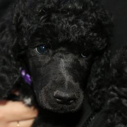 Spoink - Black female Poodle puppy in Ephrata, Washington from NCR Ranch
