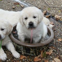 Golden Retriever Puppies from Alabaster Goldens