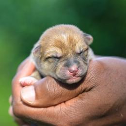 Boy 2 - Red male Shiba Inu puppy in Hephzibah, Georgia from Evenfalls Shiba Inu