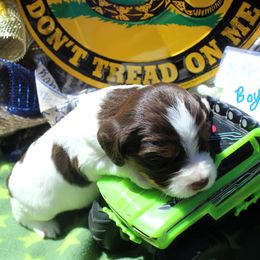 Boy 1 - Liver white and tan male English Springer Spaniel puppy in Bremerton, Washington from Huntin' Buddies