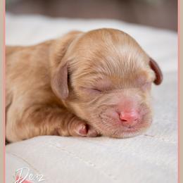 Martha - Red female Cockapoo puppy in Connersville, Indiana from Deaz Doodle Ranch