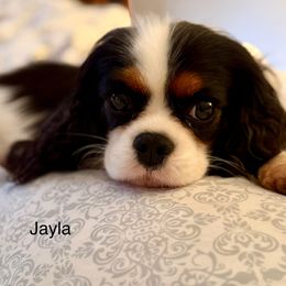 Jayla - Cavalier King Charles Spaniel