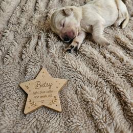 Betsy - Light golden female Golden Retriever puppy in Inman, South Carolina from Shadow Acres