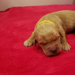 Lily - Golden Retriever puppy in Arlington, Washington from Nagel Farm's