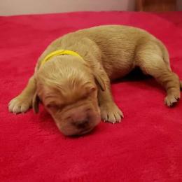 Lily - Golden Retriever puppy in Arlington, Washington from Nagel Farm's
