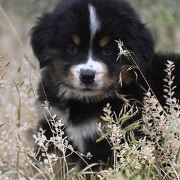 Bernese Mountain Dog, Golden Mountain Dog, and Golden Retriever Puppies from Grateful Bernese & Gage's Goldens