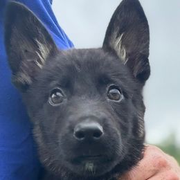 Green collar - Bi-color female German Shepherd puppy in Canterbury, Connecticut from Nachtwaechter German Shepherds, LLC