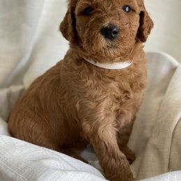 Goldendoodle Puppies from Libby Lou’s Goldendoodles
