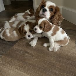 Cavalier King Charles Spaniel Puppies from Mia Loves Kingston Cavaliers