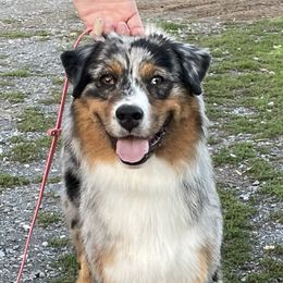 Heina - Australian Shepherd