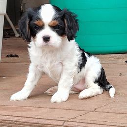 Aspen - Tri-color Cavalier King Charles Spaniel puppy in West Plains, Missouri from God's Designs Cavaliers