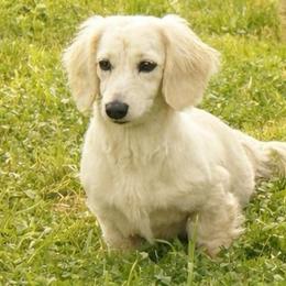 Millie - Dachshund