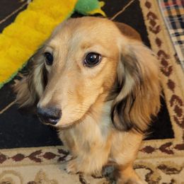 Jelly Belly - Dachshund