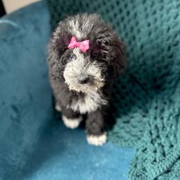 Jan - Red Collar Female - Black and white female Bernedoodle puppy in Peoria, Arizona from Wroth's Pawsibilities