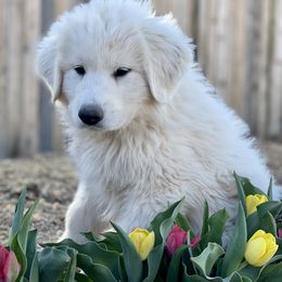 Great Pyrenees Puppies from Forestwood Farms Great Pyrenees