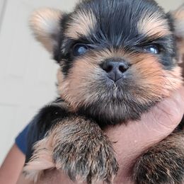 Yorkshire Terrier Puppies from Empress Kiss Yorkies