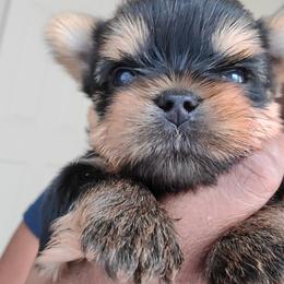 Yorkshire Terrier Puppies from Empress Kiss Yorkies