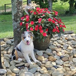 Australian Shepherd Puppies from Mountain Ridge Aussies