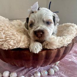 Hera (Navy Blue) - Brown and white female Bernedoodle puppy in West Haven, Utah from Harper Haven Cavapoos & Doodles