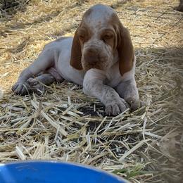 Bracco Italiano and Chihuahua Puppies from Snow Peak Kennel