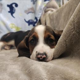 Benny - Black brown and white male Basset Hound puppy in Newton Grove, North Carolina from MGA Basset Hound