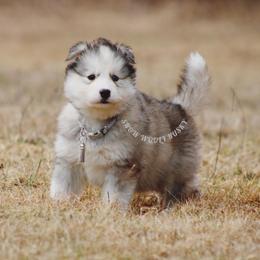 Inu - Gray and white male Siberian Husky puppy in Lunenburg, Vermont from SNOW WOOLY HUSKY