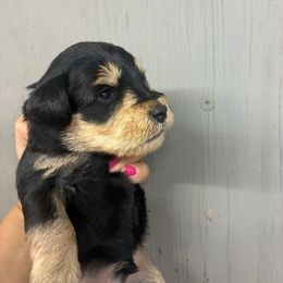Red - Black and silver male Miniature Schnauzer puppy in Sparta, North Carolina from New River Miniature Schnauzers and Anatolians