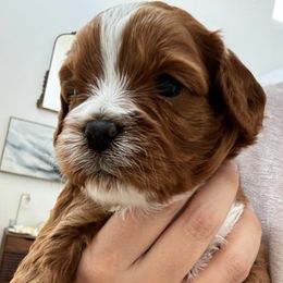 Kyanite - Red Cavapoo puppy in Tucson, Arizona from Cavapoo Puppy Parade