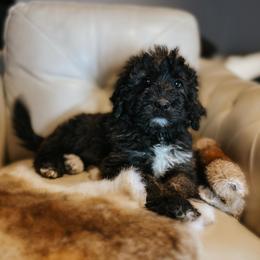 Purple Collar - Tri-color female Bernedoodle puppy in Carencro, Louisiana from Southern Bayou Poodles and Doodles